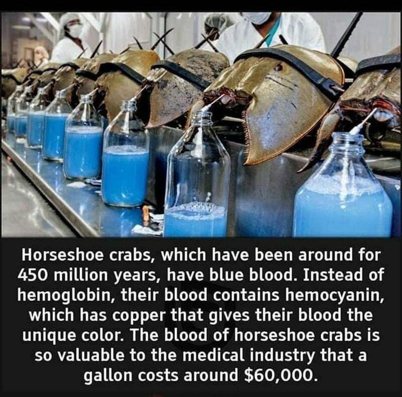 horseshoe-crab-blue-blood.jpg