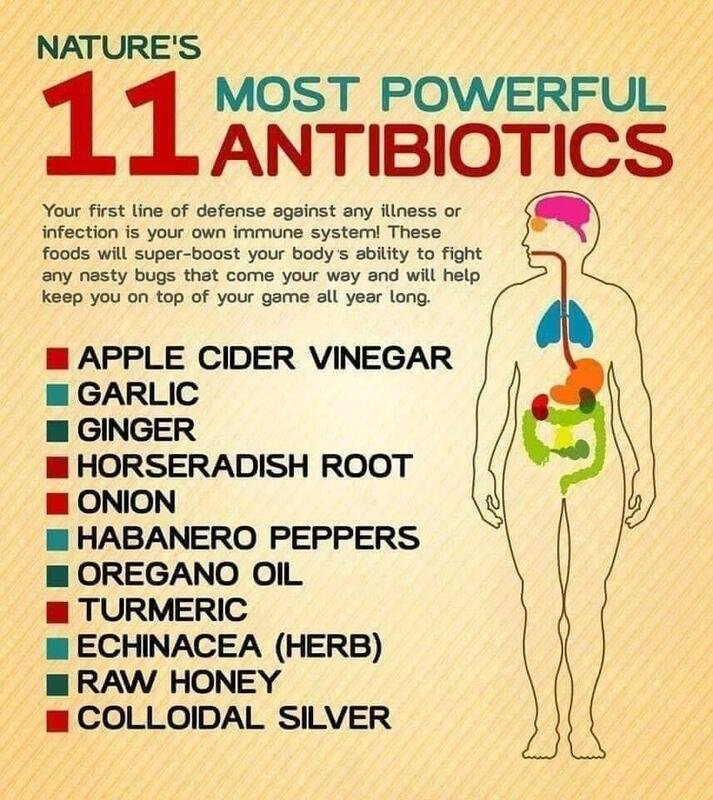les-11-antibiotiques-naturels-les-plus-puissants.jpg