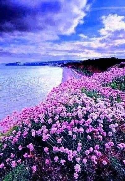 fleurs-magnifiques-1.jpg