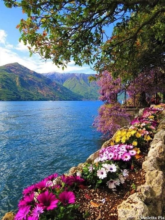 fleurs-magnifiques-2.jpg