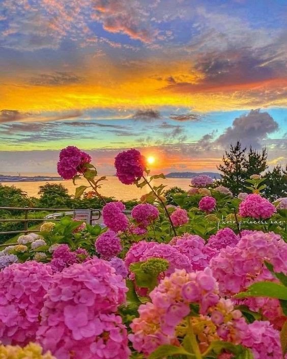fleurs-magnifiques-4.jpg