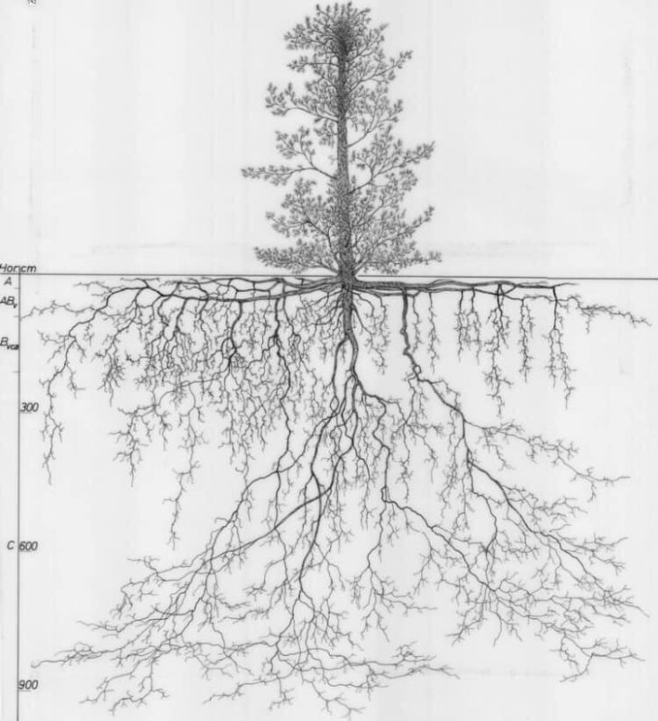 l-arbre-et-ses-racines.jpg