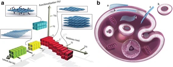 action-de-l-oxyde-de-graphene-dans-les-cellules.jpg