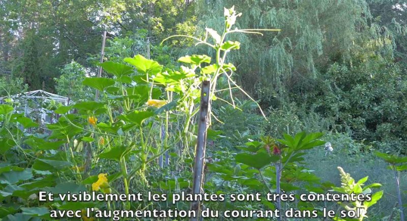 plantes-abondantes-avec-du-zinc-et-du-cuivre.jpg