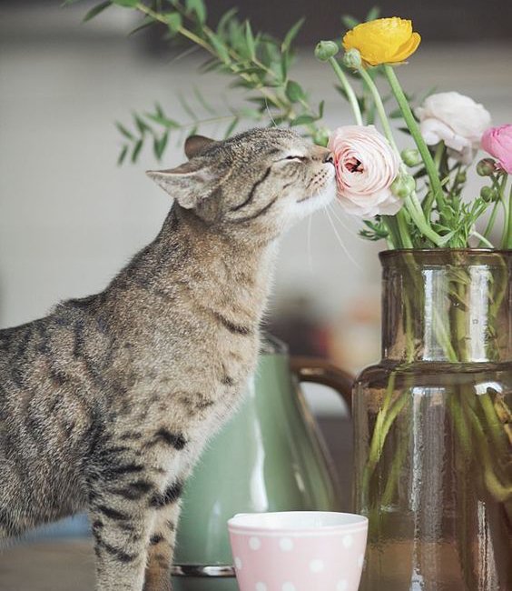 chat-heureux.jpg