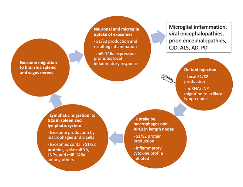 Figure 2 : Schéma des séquelles de l'injection d'ARNm dans le muscle deltoïde, conduisant finalement à la neurodégénérescence dans le cerveau.<br /><br />APC : cellules présentatrices d'antigènes ; PNL : Nanoparticules lipidiques ; MCJ : maladie de Creutzfeldt-Jakob ; SLA : Sclérose latérale amyotrophique ; MA : maladie d'Alzheimer ; MP : maladie de Parkinson.