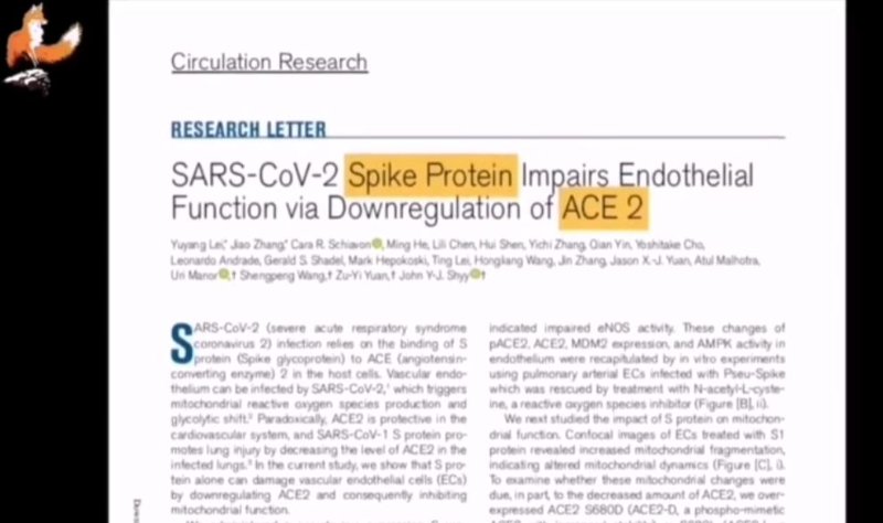 la-proteine-spike-perturbe-les-fonctions-endotheliales-via-une-diminution-de-l-ace-2.JPG