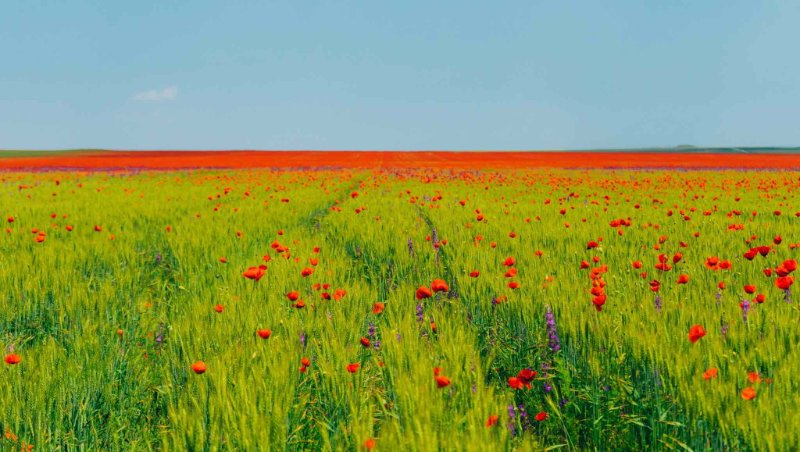 prairie-a-perte-de-vue.jpeg
