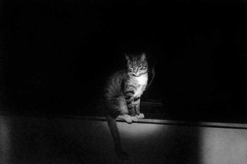 chat-dans-le-noir.jpg