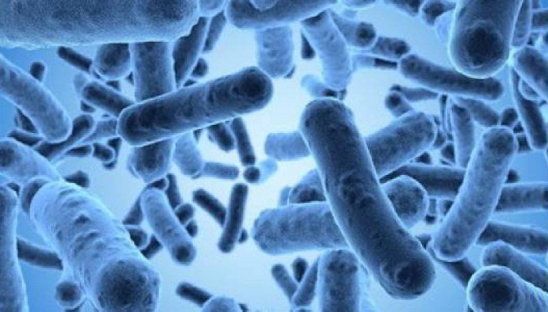 microbiote-intestinal.jpg