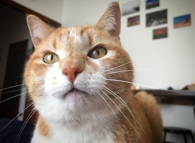 gros-minet.jpg