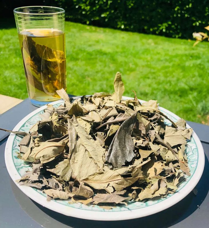 feuilles-de-kinkeliba-dans-de-l-eau.jpg
