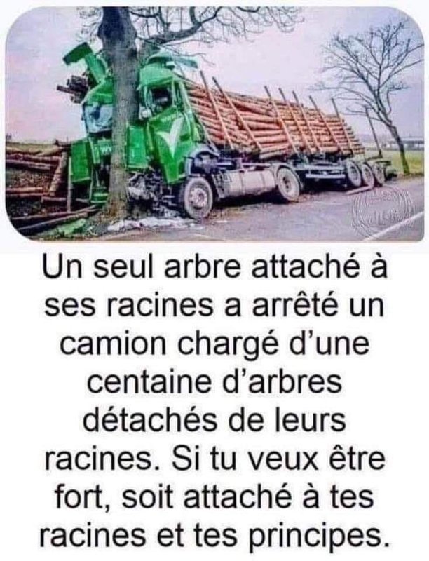 demeurer-un-arbre-attache-a-ses-racines.jpg