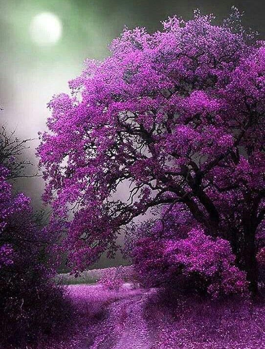 chemin-de-l-imaginaire.jpg
