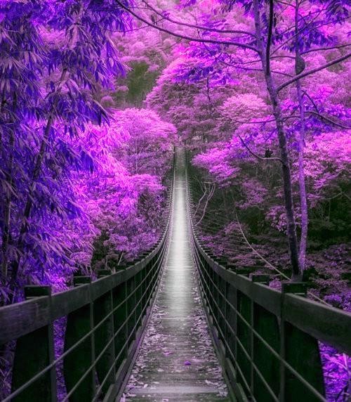 chemin-lumineux.jpg