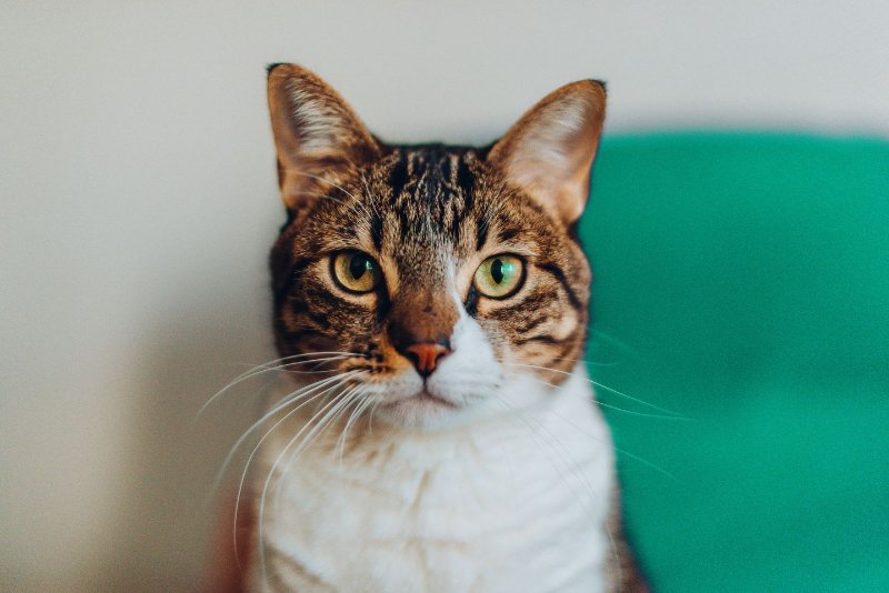 minou-qui-attend-les-likes.jpg