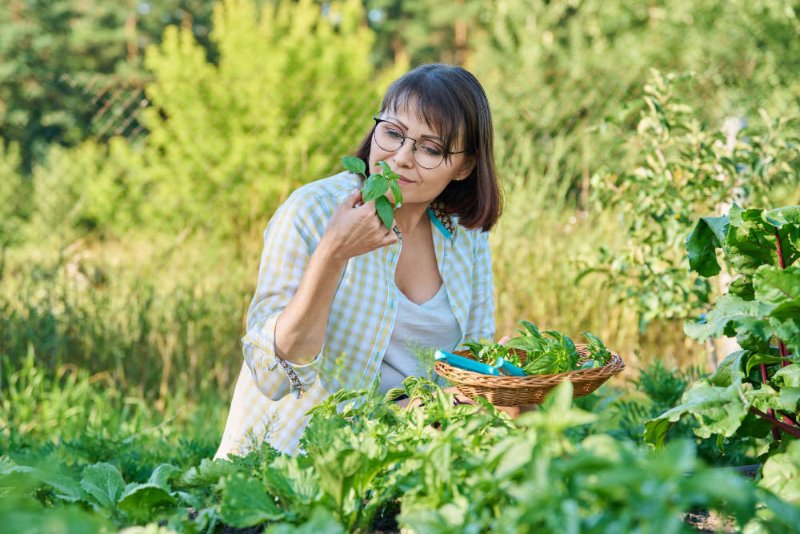 femme-dans-son-champ-avec-du-basilic-en-main.jpg