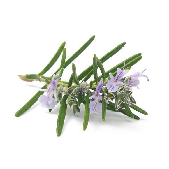 Source: https://hunzaroma.com/huile-essentielle/romarin-a-cineole/