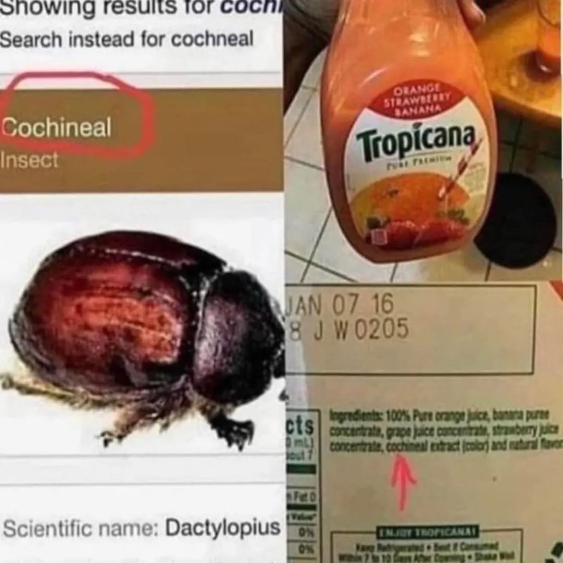cochenille-dans-le-jus-tropicana.jpg