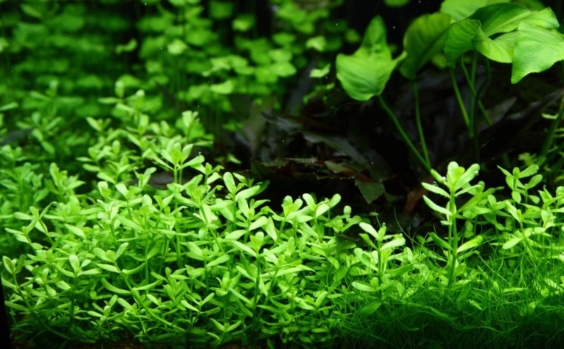 bacopa-naturel.jpg