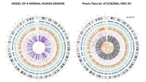 Source: https://www.corvelva.it/speciale-corvelva/vaccinegate-en/vaccinegate-mrc-5-contained-in-priorix-tetra-complete-genome-sequencing.html