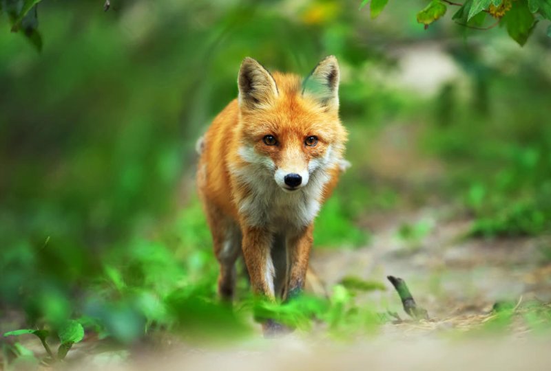 renard-dans-la-foret.jpg
