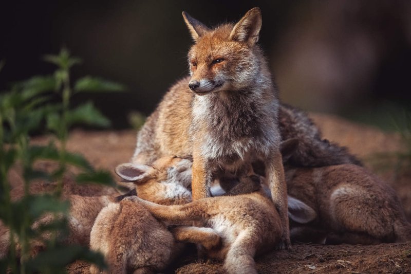 renard-qui-defend-les-siens.jpg