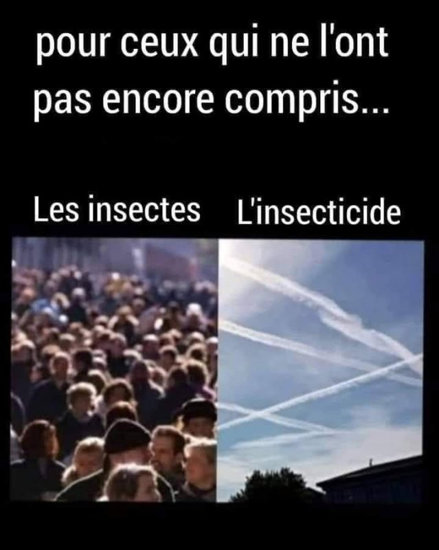 les-insectes-et-l-insecticide.jpg