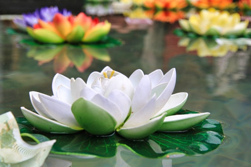 des-lotus-sur-l-eau.jpg