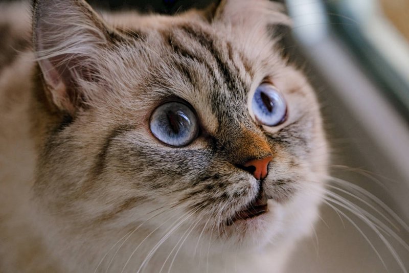 chat-au-regard-curieux.jpg