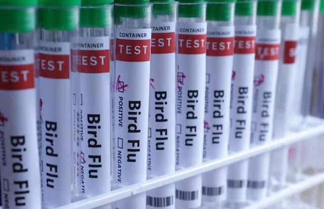 vaccin-contre-la-grippe-aviaire-en-finlande.jpg