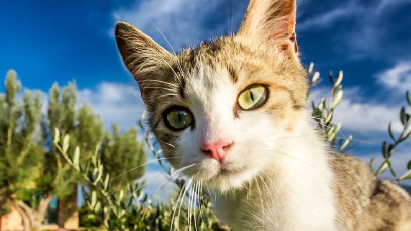 chat-curieux.jpg