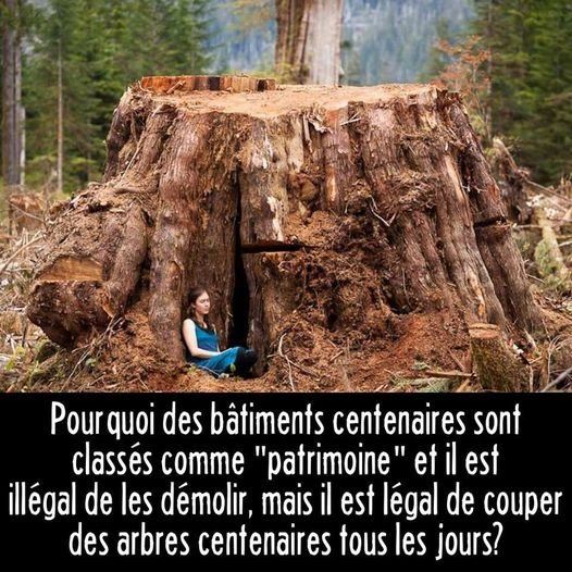 les-arbres-centenaires-devraient-etre-proteges.jpg