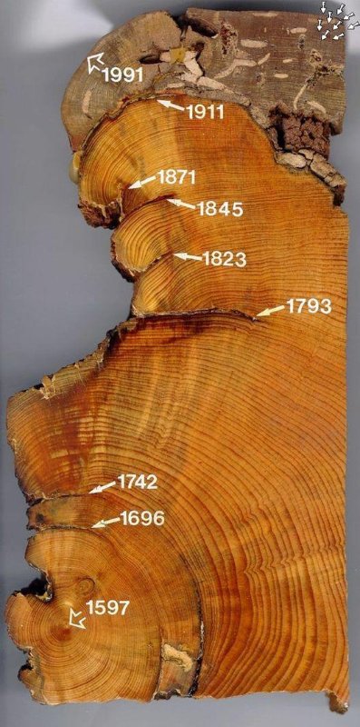 Regardez combien l'arbre était malade au cours des dernières années.