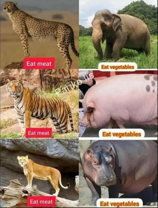 manger-de-la-viande-ou-des-legumes.jpg