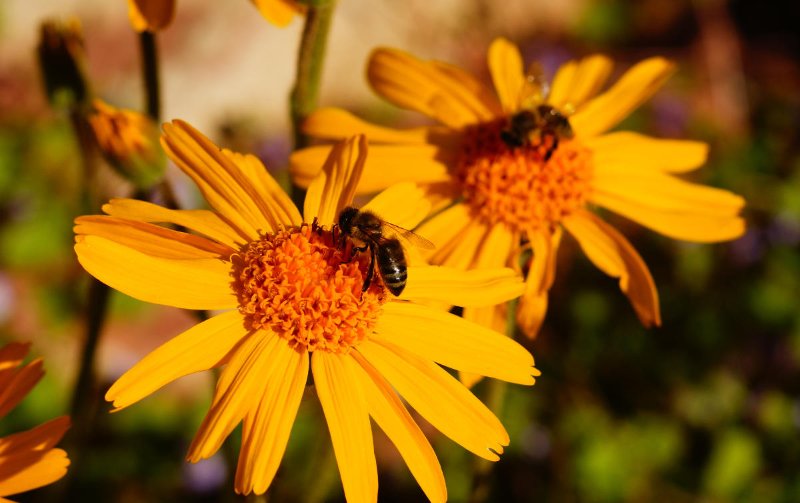 fleur-d-arnica.jpg