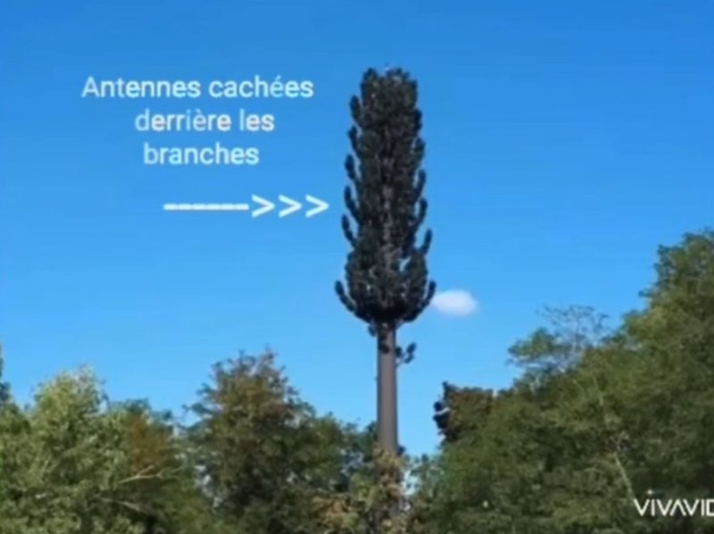 antennes-cachees-derriere-les-branches.jpg