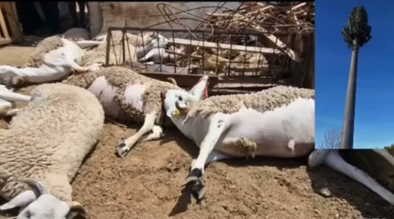pourquoi-les-animaux-de-ferme-meurent-ils-en-aussi-grand-nombre.jpg