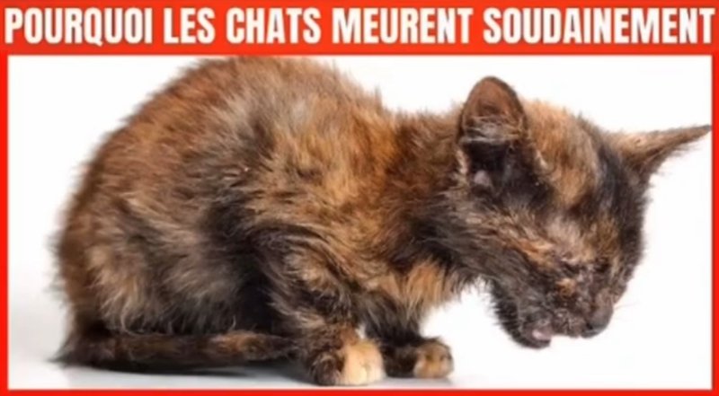 pourquoi-les-chats-meurent-soudainement.jpg