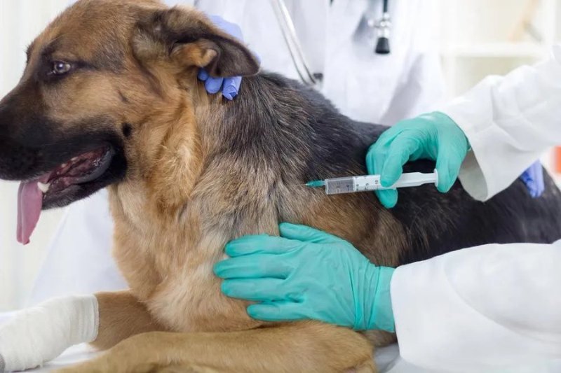 vaccination-des-animaux-de-compagnie.jpg