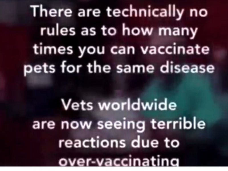 il-n-y-a-pas-de-limites-aux-vaccinations-des-animaux.jpg