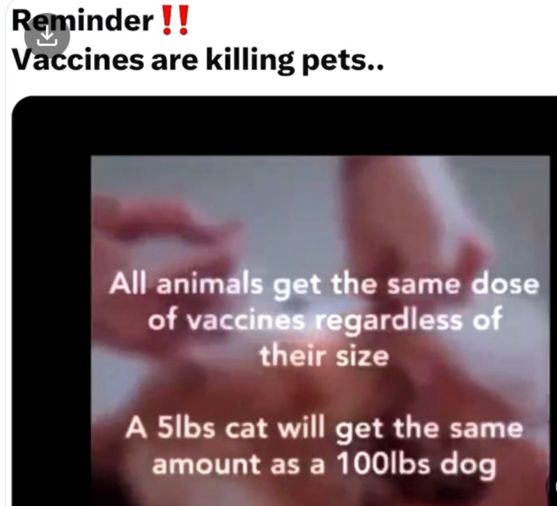 les-vaccins-tuent-les-animaux-de-compagnie.jpg