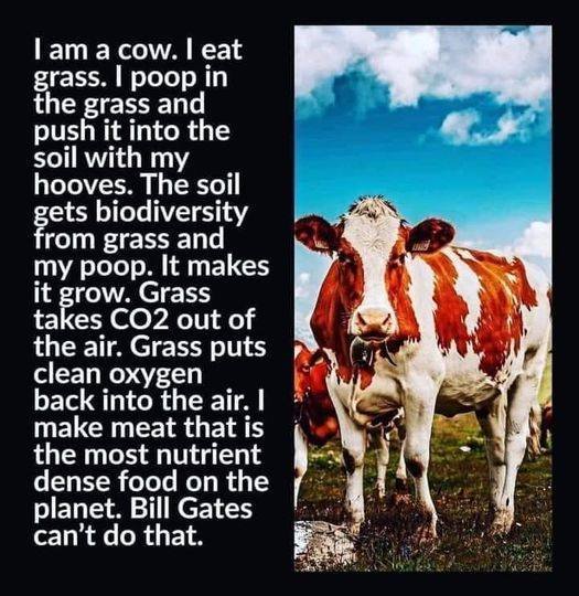 les-vaches-sont-merveilleuses.jpg