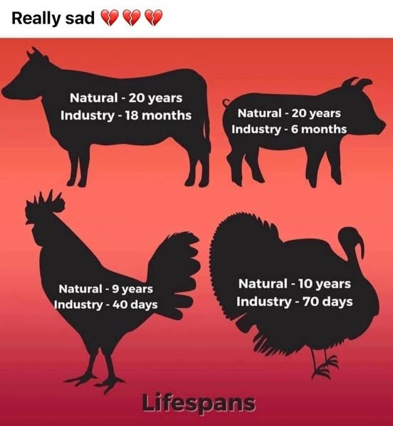 l-industrie-precipite-la-croissance-des-animaux-d-elevage.jpg