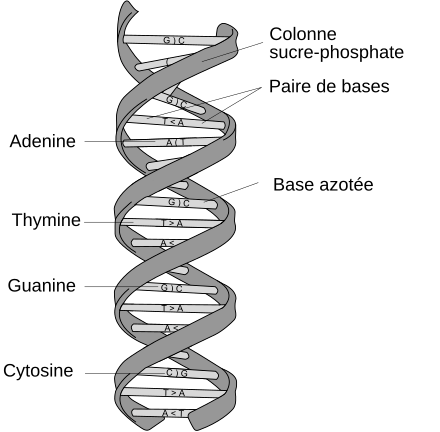 structure-de-la-double-helice-de-notre-adn.png
