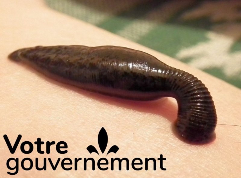 la-caq-est-comme-une-sangsue.jpg