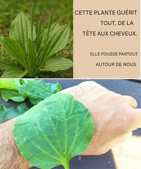 Comment Utiliser le Plantain pour la Santé ✨<br /><br />La nature nous offre de véritables trésors, et le plantain en est un ! Voici comment profiter de ses bienfaits au quotidien :<br /><br />Préparez une tisane :<br /><br />- Faites infuser des feuilles fraîches ou séchées de plantain dans de l'eau chaude pendant 5 minutes pour soulager les troubles respiratoires et digestifs.<br /><br />Réalisez un cataplasme :<br /><br />- Écrasez des feuilles fraîches et appliquez-les sur les piqûres, blessures ou irritations pour favoriser la guérison.<br /><br />Ajoutez-le aux salades :<br /><br />- Cueillez de jeunes feuilles, lavez-les bien et incorporez-les à vos salades pour un boost de nutriments.<br /><br />Soulagez les maux de tête :<br /><br />- Mâchez quelques feuilles fraîches ou appliquez-les sur vos tempes pour calmer la douleur naturellement.<br /><br />Soutenez votre système urinaire :<br /><br />- Buvez régulièrement du thé de plantain pour aider à nettoyer les voies urinaires et prévenir les infections.<br /><br />Essayez ces astuces simples et laissez-vous surprendre par la puissance de cette plante !<br /><br />Source: https://www.facebook.com/permalink.php?story_fbid=pfbid02WTGtPNKXJ1X3cMG7yQdCkAQ9uFNWtG1NDdBvsmy5wj7pdNS8sBMemtefPTL38Zt4l&amp;id=100081531847089