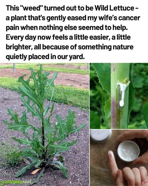 nos-plantes-nous-soignent.jpg