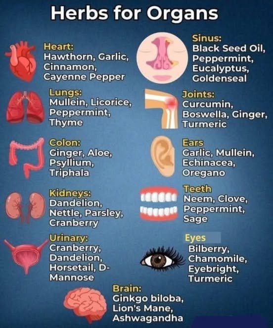Voici quelques herbes pour les organes: un guide de guérison naturelle...<br /><br />- Aides cardiaques<br /><br />Aubépine, Ail, Cannelle, Cayenne<br /><br />Stimulez la circulation, abaissez la tension artérielle et renforcez votre cœur naturellement.<br /><br />- Soutien pulmonaire<br /><br />Molène, Réglisse, Menthe poivrée, Thym<br /><br />Apaisez les voies respiratoires, soulagez l’inflammation et respirez plus profondément avec ces alliés pulmonaires à base de plantes.<br /><br />- Soulagement des sinus<br /><br />Huile de nigelle, Menthe poivrée, Eucalyptus, Hydraste du Canada<br /><br />Éliminez la congestion, réduisez l’enflure et combattez les infections des sinus - à base de plantes.<br /><br />- Boosters cérébraux<br /><br />Ginkgo, Crinière de lion, Ashwagandha<br /><br />Améliore la mémoire, la concentration et le calme, ce qui est parfait pour la clarté mentale et le soulagement du stress.<br /><br />- Adoucisseurs articulaires<br /><br />Curcumine, Boswellia, Gingembre, Curcuma<br /><br />Des centrales anti-inflammatoires puissantes pour le soulagement de la douleur, la flexibilité et le soin des articulations.<br /><br />- Bien-être de l’oreille<br /><br />Ail, Molène, Échinacée, Origan<br /><br />Soutenir la santé de l’oreille, combattre les infections et apaiser les irritations en douceur.<br /><br />- Santé des dents et des gencives<br /><br />Neem, clou de girofle, menthe poivrée, sauge<br /><br />Rafraîchissez l’haleine, combattez les bactéries et soulagez les douleurs dentaires avec ces héros bucco-dentaires.<br /><br />- Soutien oculaire<br /><br />Myrtille, Camomille, Euphraise, Curcuma<br /><br />Réduisez la fatigue oculaire, soutenez la vision et protégez votre vue - les utilisateurs d’écrans en prennent note !<br /><br />- Soins du côlon<br /><br />Gingembre, Aloès, Psyllium, Triphala<br /><br />Favorise la digestion, la régularité et la détox en douceur - l’intestin les adore !<br /><br />- Nettoyants pour les reins<br /><br />Pissenlit, Ortie, Persil, Canneberge<br /><br />Éliminez les toxines, combattez l’inflammation et gardez vos reins propres et clairs.<br /><br />- Soutien des voies urinaires<br /><br />Canneberge, Pissenlit, Prêle, D-Mannose<br /><br />Protégez votre vessie, prévenez les infections et favorisez une circulation saine.<br /><br />Source: https://www.facebook.com/groups/775815920682005/?multi_permalinks=1041551404108454