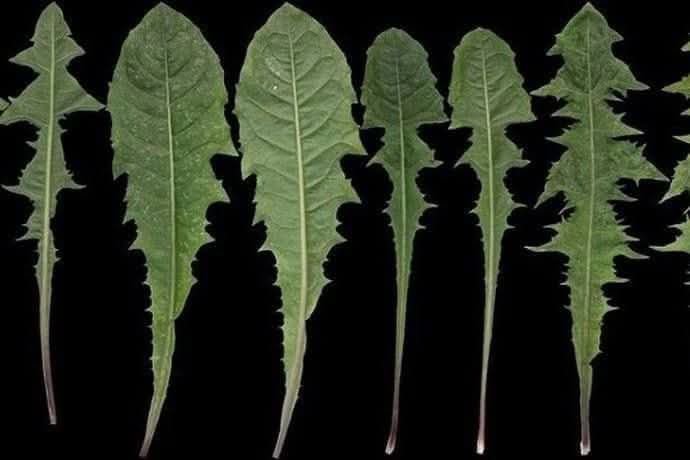 feuilles-de-pissenlit.jpg